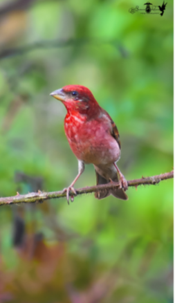 Common Rosefinch